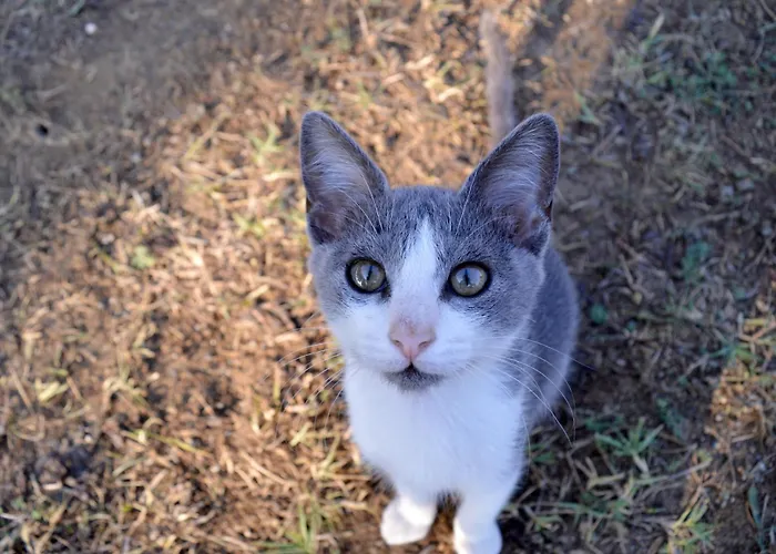 Thea 1 Apartamento *